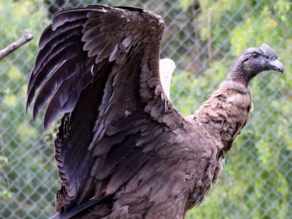 Otro c&oacute;ndor andino rehabilitado en el Tat&uacute; Carreta regresar&aacute; a la naturaleza