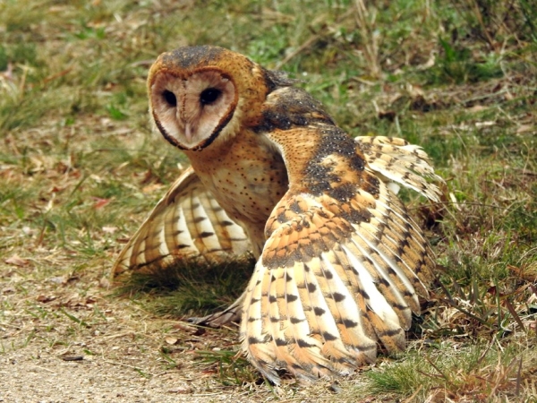 Liberaron 26 aves silvestres en una reserva natural de Cosqu&iacute;n