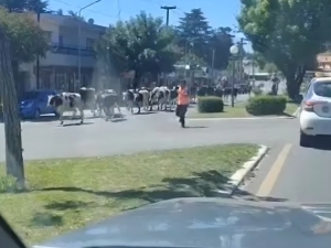 Camión con ganado volcó en la Ruta 38 en Villa Giardino: no hubo heridos