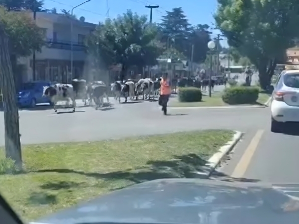 Camión con ganado volcó en la Ruta 38 en Villa Giardino: no hubo heridos