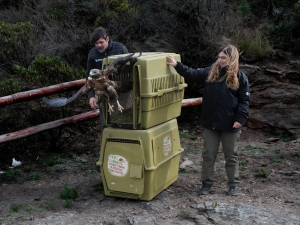 La Polic&iacute;a Ambiental liber&oacute; 53 animales rehabilitados en el Tat&uacute; Carreta