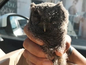 La Falda: vecinos rescataron a una lechuza en la v&iacute;a p&uacute;blica