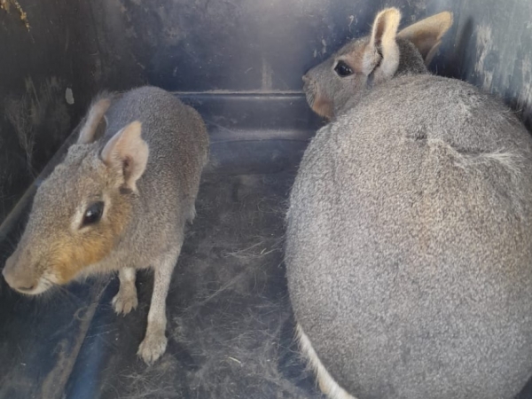 Polic&iacute;a Ambiental rescat&oacute; 18 ejemplares de fauna silvestre del cautiverio en Cruz del Eje