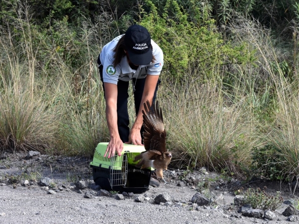 Polic&iacute;a Ambiental liber&oacute; un yaguarund&iacute; y m&aacute;s de 70 aves rehabilitadas en el Tat&uacute; Carreta