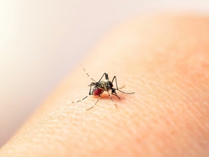 Dengue: recomiendan intensificar los cuidados ante la confirmaci&oacute;n del primer caso aut&oacute;ctono