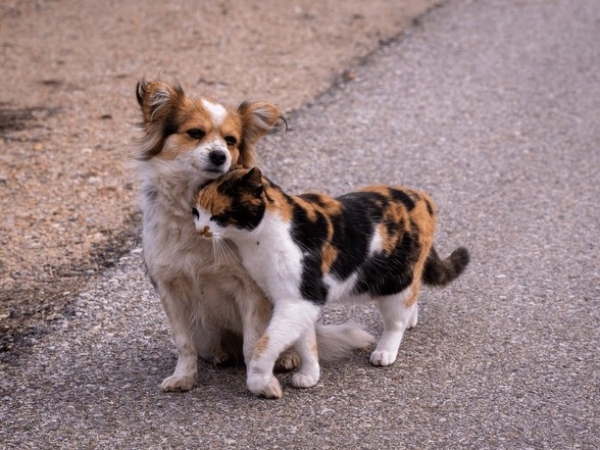 Se viene un gran festejo por el D&iacute;a del Animal en La Falda