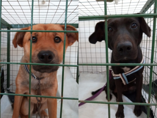 Se realiz&oacute; una nueva jornada de castraciones gratuitas en Valle Hermoso