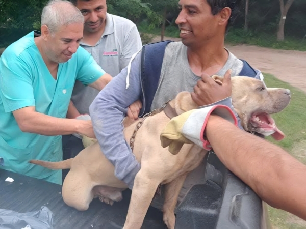 Vacunaci&oacute;n Antirr&aacute;bica por los barrios de Villa Giardino: cronograma completo