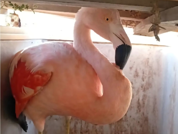 Rescataron dos flamencos  y los trasladaron a la Reserva Tat&uacute; Carreta