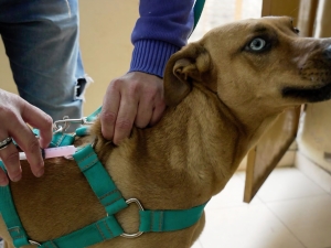Se viene otra jornada gratuita de vacunaci&oacute;n antirr&aacute;bica para perros y gatos en Valle Hermoso