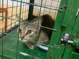 Valle Hermoso mantiene el compromiso con la Salud Animal: se superaron las 2600 castraciones gratuitas