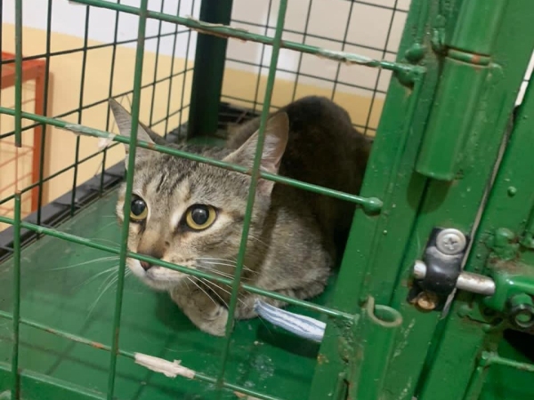 Valle Hermoso mantiene el compromiso con la Salud Animal: se superaron las 2600 castraciones gratuitas