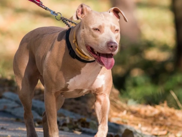 Cosqu&iacute;n: quiso entrar a robar a una casa y dos pitbulls le mutilaron un brazo