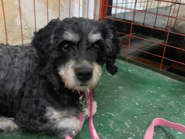 Salud Animal en Valle Hermoso: se realiz&oacute; una nueva jornada de castraciones gratuitas
