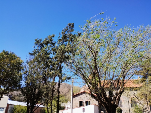 Alerta por fuertes vientos en toda la provincia