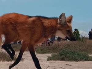 Un aguar&aacute; guaz&uacute; rescatado regres&oacute; a la naturaleza tras ser asistido en el Tat&uacute; Carreta