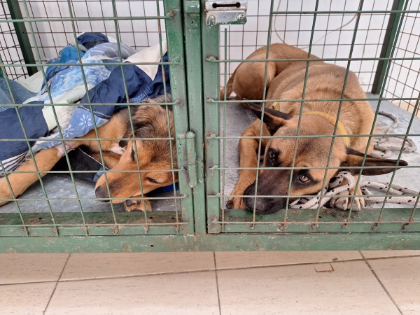 Salud Animal en Valle Hermoso: castraciones gratuitas y construcci&oacute;n de un quir&oacute;fano m&oacute;vil