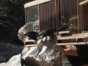 Aves y un zorro gris rescatados fueron liberados en la Reserva Vaquer&iacute;as de Valle Hermoso