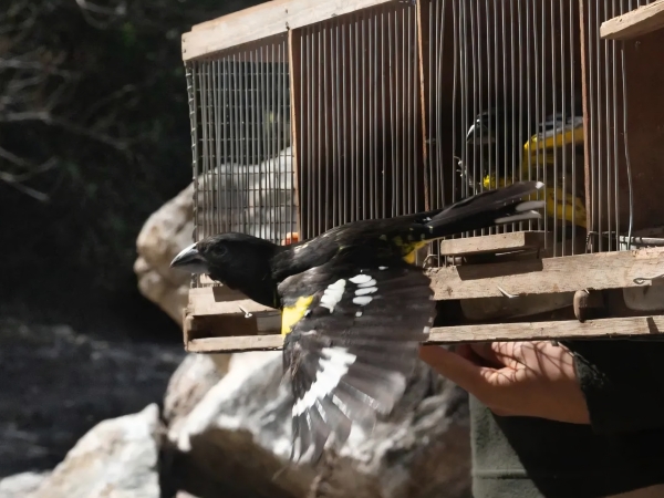 Aves y un zorro gris rescatados fueron liberados en la Reserva Vaquer&iacute;as de Valle Hermoso