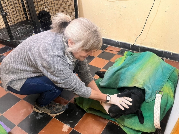 Pas&oacute; la primera jornada de castraciones gratuitas en Valle Hermoso y anuncian nueva fecha