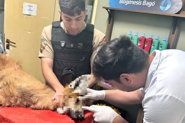 Trasladaron un aguará guazú al Tatú Carreta: su estado es reservado