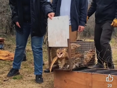 Liberaron 26 aves rehabilitadas en la Reserva Tat&uacute; Carreta