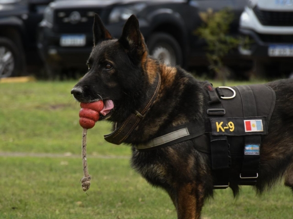 Tras siete a&ntilde;os de servicio, se retira Buster, el perro nacido en la FPA