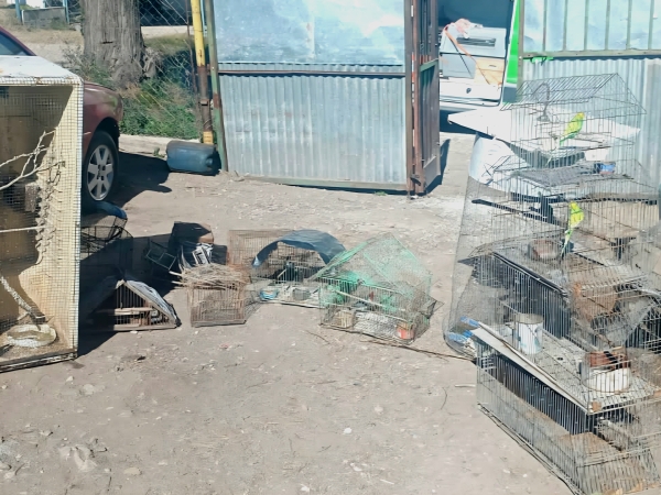 Valle Hermoso: rescataron 15 aves silvestres en cautiverio y dos perros en situaci&oacute;n de maltrato