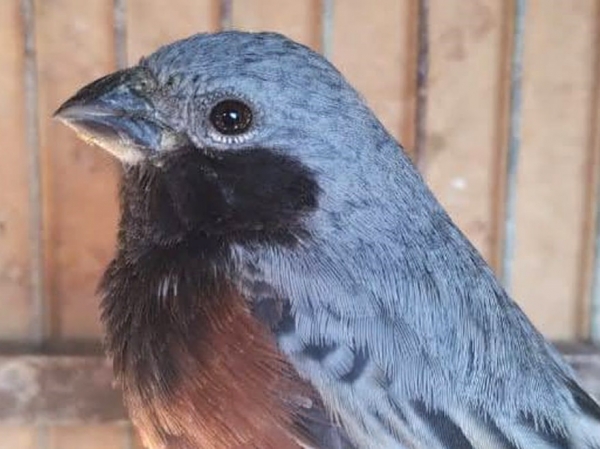 Polic&iacute;a Ambiental rescat&oacute; m&aacute;s de 70 aves cautivas y las traslad&oacute; al Tat&uacute; Carreta