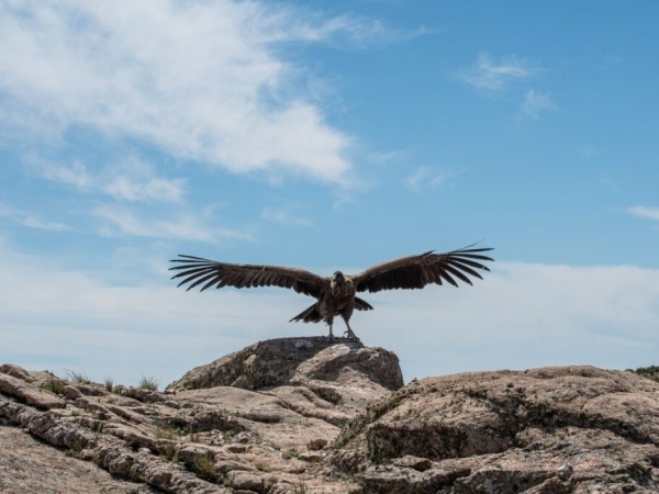 Realizan un seguimiento del rastro de Carlita, la c&oacute;ndor liberada en diciembre
