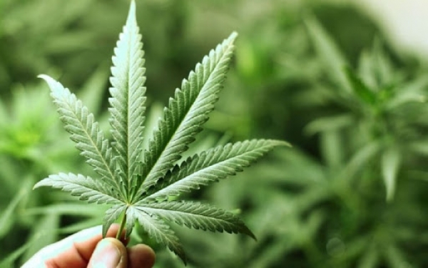 C&oacute;rdoba adhiri&oacute; a la ley nacional de uso medicinal del cannabis