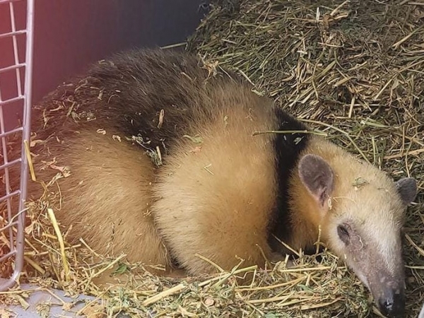 Liberaron a una osa melera tras recuperarse en la Reserva Tat&uacute; Carreta