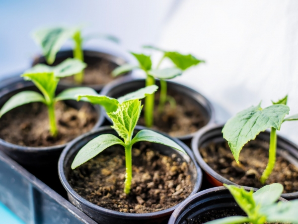 Valle Hermoso: nuevo taller gratuito "Sembrando Vida"