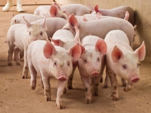 Incendio rural: EPEC indemnizar&aacute; a productores tras la muerte de m&aacute;s de 90 animales