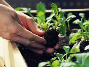 Inscripciones abiertas para el programa La Huerta en Tu Hogar 2026: c&oacute;mo acceder a las semillas