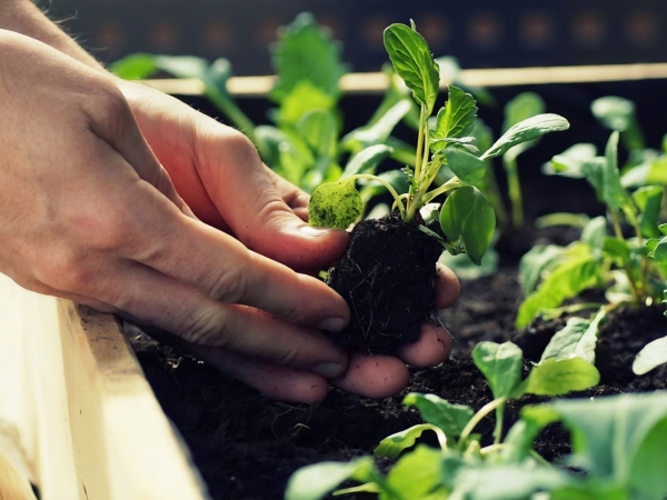 Inscripciones abiertas para el programa La Huerta en Tu Hogar 2026: c&oacute;mo acceder a las semillas