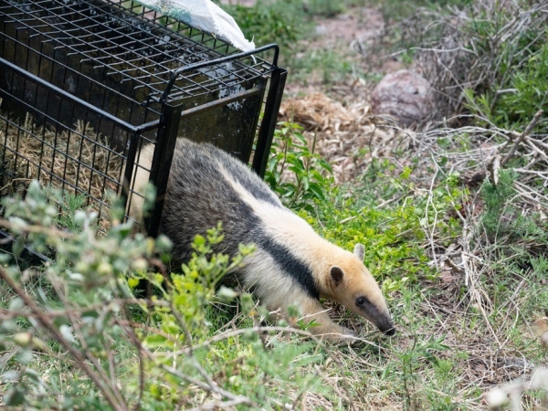 Liberaron en Punilla un oso melero y otros 34 ejemplares de fauna silvestre
