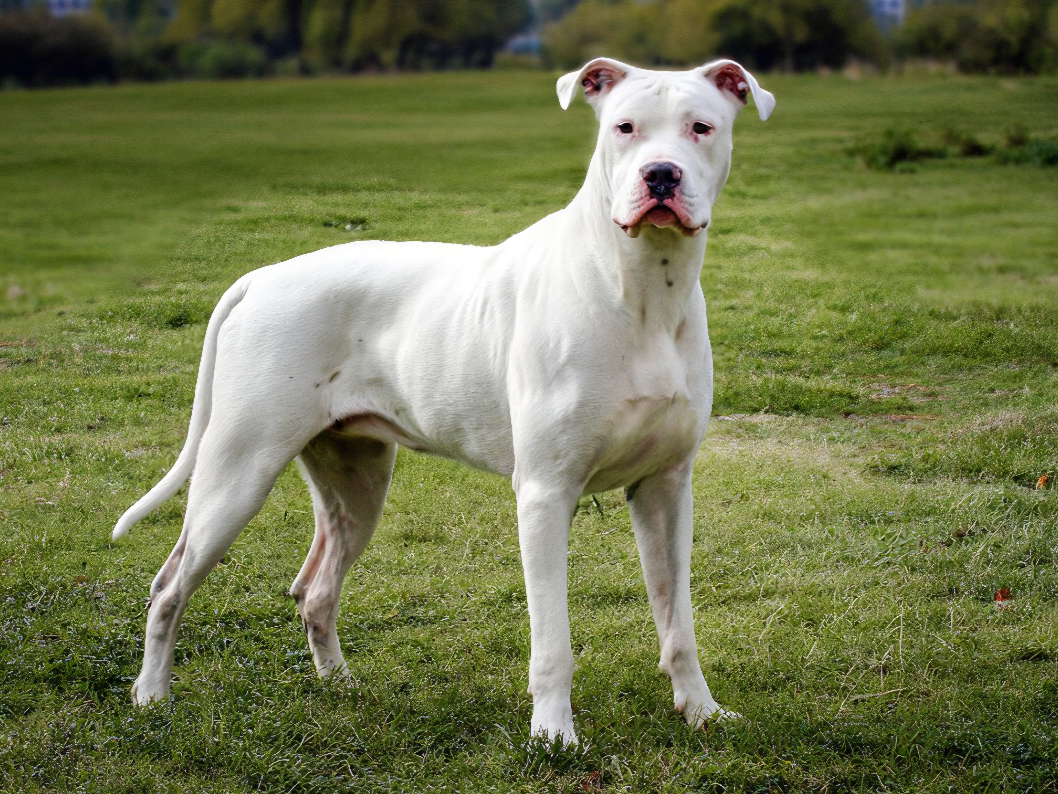 IUn nene de dos años está en terapia intensiva tras ser mordido por un dogo en Santa María de Punilla