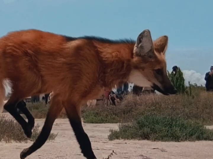 IUn aguará guazú rescatado regresó a la naturaleza tras ser asistido en el Tatú Carreta