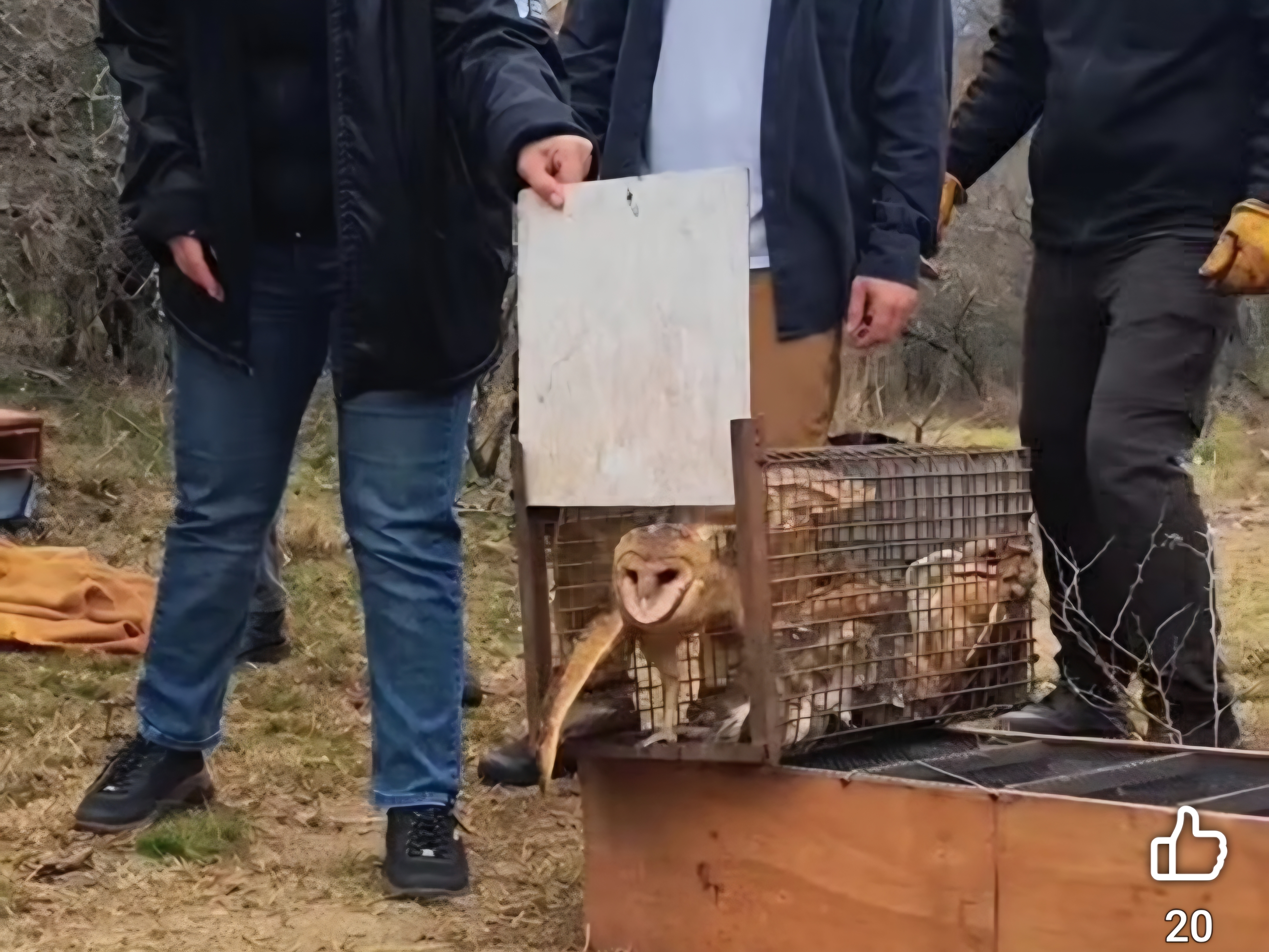 ILiberaron 26 aves rehabilitadas en la Reserva Tatú Carreta