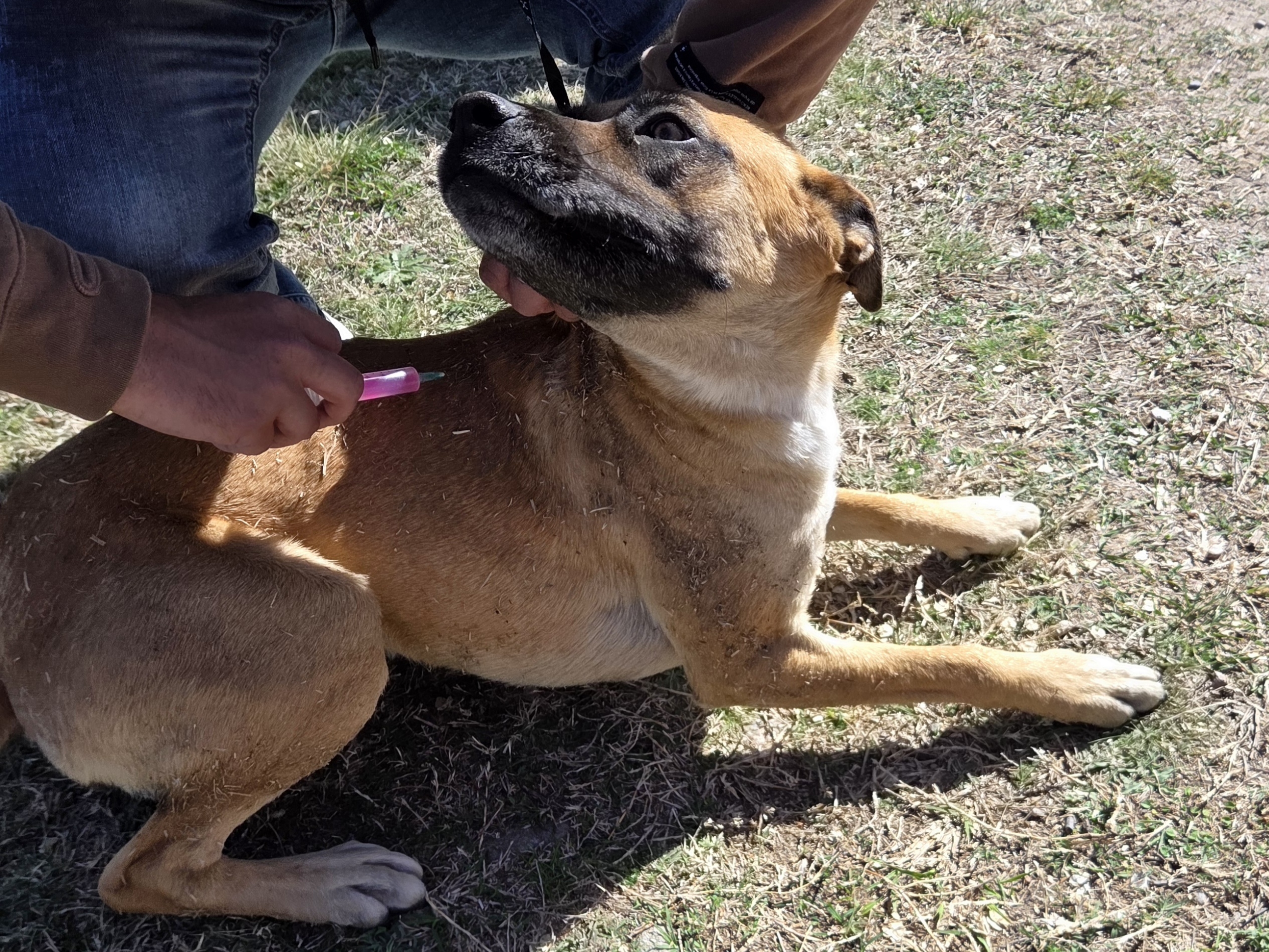 IValle Hermoso realizará una nueva jornada de vacunación antirrábica gratuita para perros y gatos