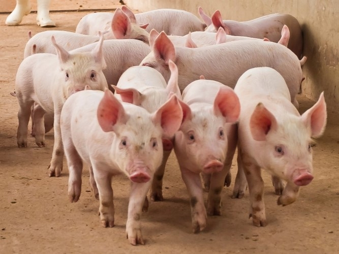 IIncendio rural: EPEC indemnizará a productores tras la muerte de más de 90 animales