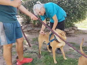 La Falda: pr&oacute;ximas fechas de la vacunaci&oacute;n antirr&aacute;bica gratuita para caninos y felinos