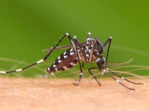 Salud recomienda intensificar la prevenci&oacute;n y la vigilancia de las enfermedades transmitidas por mosquitos