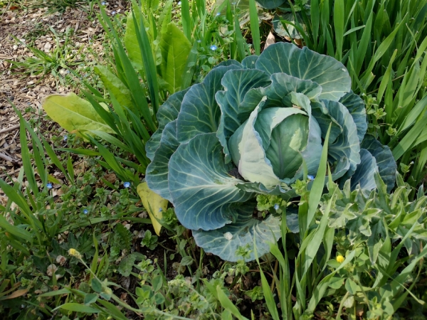 La Huerta en Tu Hogar: comienza la entrega de semillas de la temporada oto&ntilde;o-invierno