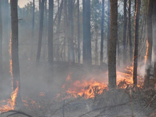 El riesgo de incendios en la provincia ser&aacute; extremo en los pr&oacute;ximos d&iacute;as