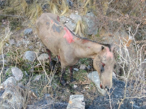 Solicitan colaboraci&oacute;n para los animales quemados en el incendio
