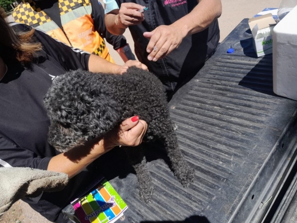 Ma&ntilde;ana comienza la Campa&ntilde;a de Vacunaci&oacute;n Antirr&aacute;bica en Villa Giardino