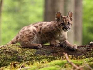 Condenaron a un joven por matar a un cachorro de puma con un garrote y filmar el ataque