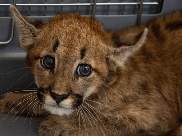Trasladaron a un cachorro de puma al Proyecto Caray&aacute; de La Cumbre
